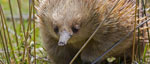 Echidna