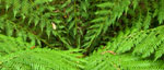 AustralianFern