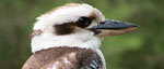 Kookaburra